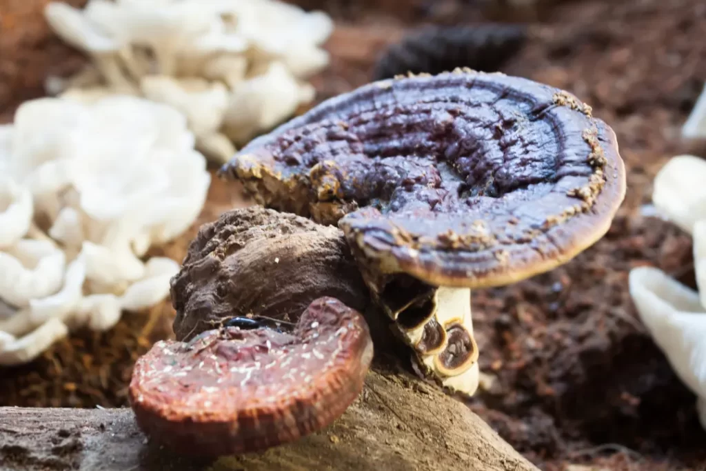 fresh reishi mushrooms for relaxation
