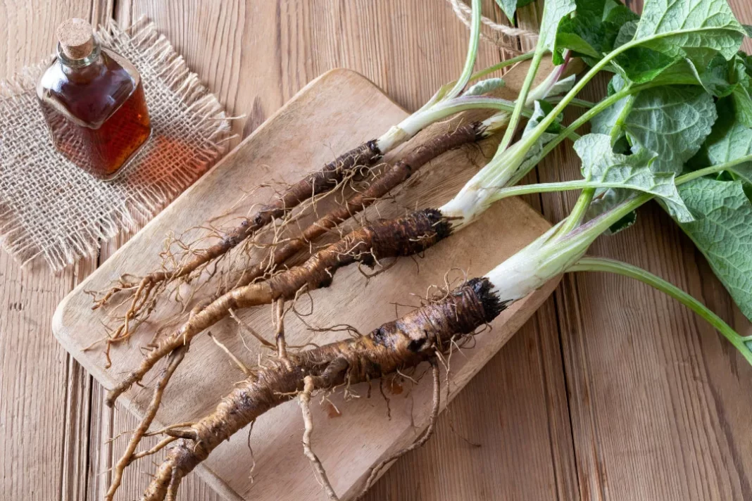 Benefits of bladderwrack and burdock root