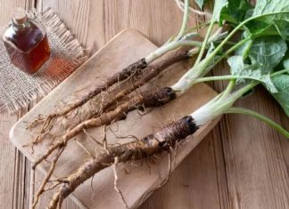 Benefits of bladderwrack and burdock root