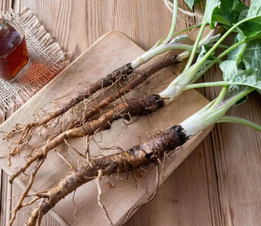 Benefits of bladderwrack and burdock root