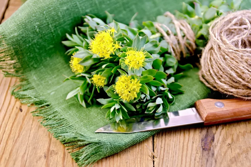 Rhodiola Rosea helps to reduce the body's stress.