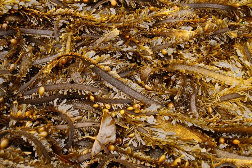 Brown seaweeds are very helpful for the weight loss.