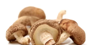 mushroom supplement reviews