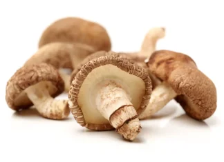 mushroom supplement reviews