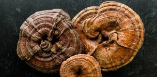 mushroom supplement reviews