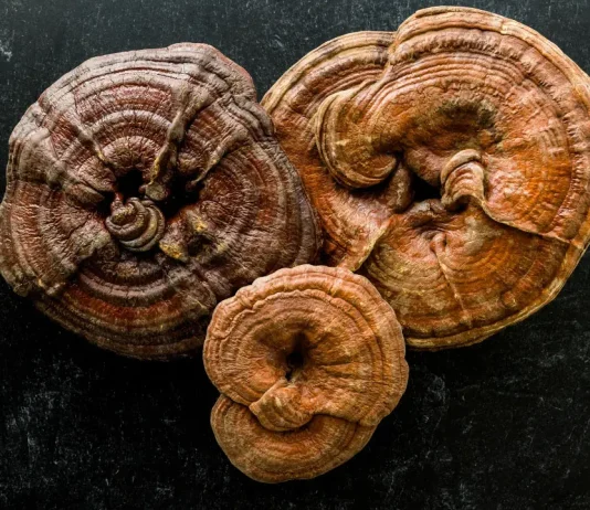 mushroom supplement reviews