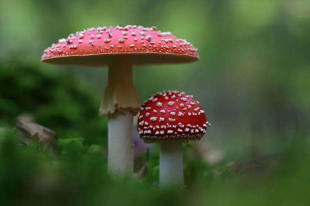 Red mushroom. 