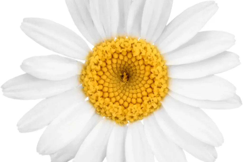 Chamomile flower.