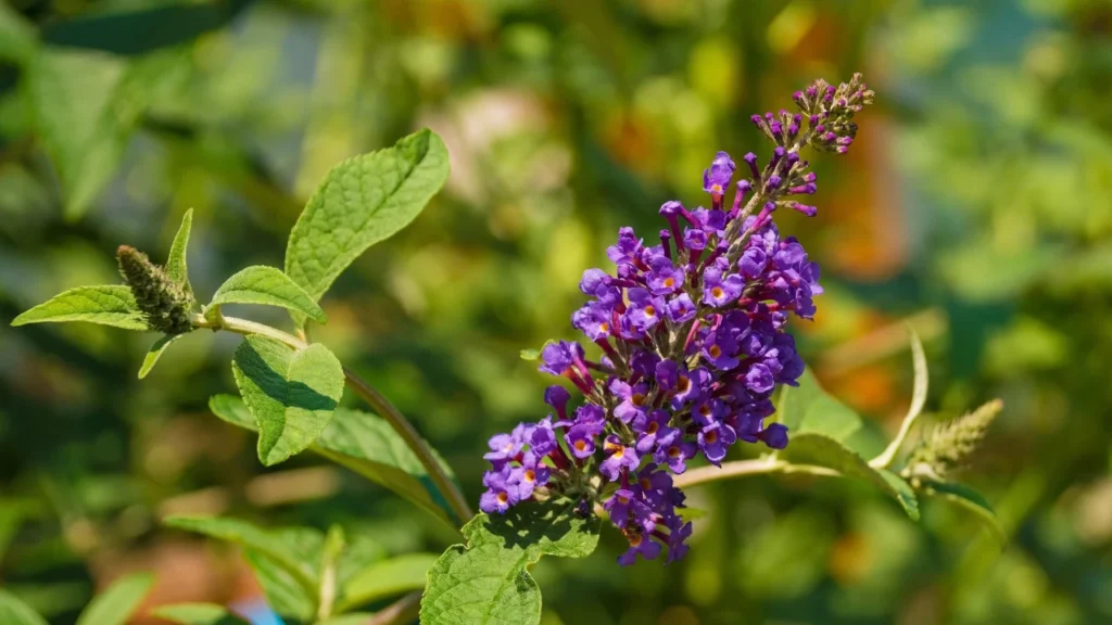 Chasteberry (Vitex agnus-castus) for women hormone balance